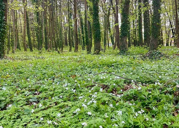 Sloneczne Mieroszyno - Semesterpark Jastrzębia Góra